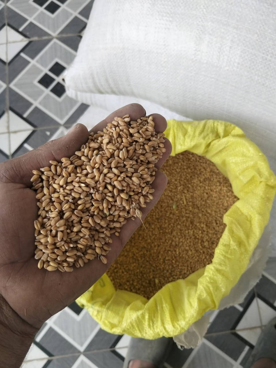 حنطة ٢ونص • جيل ثاني • واسط الشحيميه