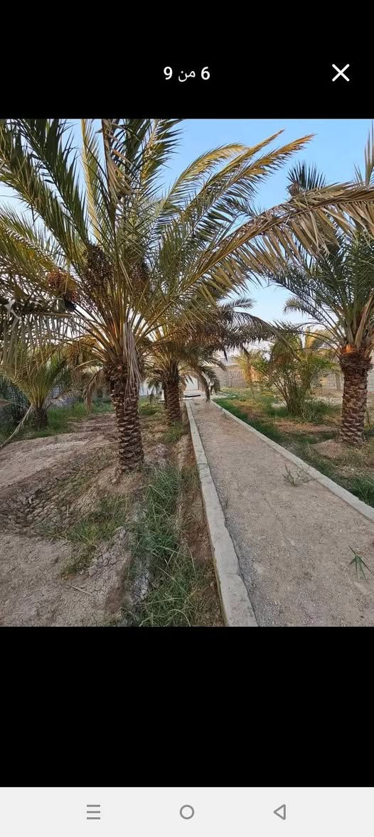 🌴 بستان للبيع في أبي الخصيب – محيلة 🌴
المساحة: 1070متر 

 الطابو: صرف، سهم وتحويل مباشر باسم المشتري

 يحتوي على عدد من النخيل والأشجار

 محكم بسياج من جميع الجهات

 يطل على نهر جاري مباشرة

 جميع الخدمات متوفرة

 العنوان: البصرة – أبي الخصيب – محيلة، قرب سوق محيلة ***********

نص مكتوب في الصور:
- 9 من 9
- 8 من 9
- 7 من 9
- 6 من 9
- 11:20 ص حفظ مشاركة View post إرسال عرض