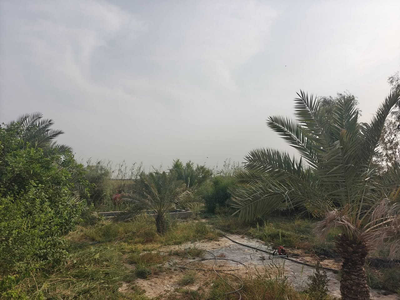 شارع السفينة • دونم • ٣٠ نخلة