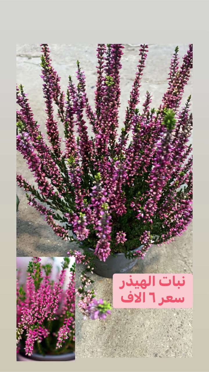 كه ياندن هه يه
توصيل متوفر كافه محافظات

نص مكتوب في الصور:
- نبات الهيدر
- سعر ٦ الاف
- جلد نمر طويل سعر ١٥ الف
- ٣٥ الف
- يوكا جبير ٦٥ الف يوكا صغير ٢٥ الف
- لب لاب طولي ١٢ الف
- الببروميا طولي ١٤ الف
- مونستيرا سعر ٣٥ الف
- مطاط ضلعين اسود هولندي سعره ٢٥ الف