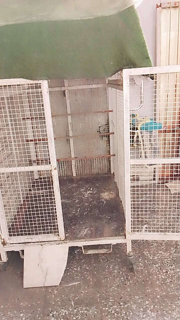 سلام عليكم
قفص حديد ستيراد ثقيل
سعر 250 وبي مجال 
علوان بغداد حي اور 
تواصل ***********
