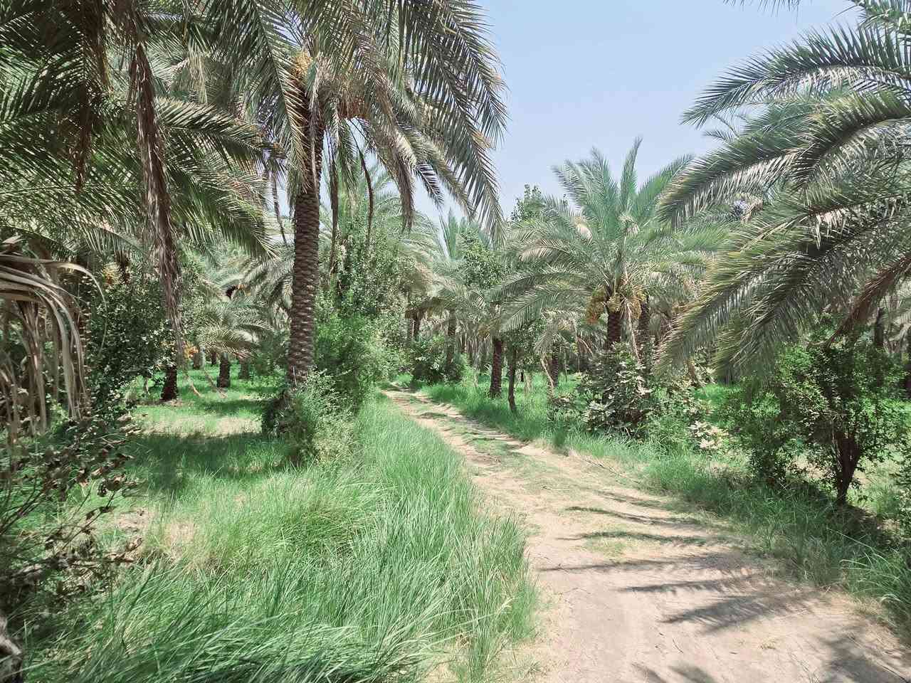 يالله أللهم صل على محمد وآل محمد) 

للبيع دونم طابو زراعي سند 25 تحويل سهم 

تتوفر كافة الخدمات مي سقي مي أساله كهرباء مولد 

يصلح سكن او ترفيهي حسب رغبة المشتري 

الواجهه 40 متر والباقي نزال 

العنوان كربلاء شارع الابراهيمية منطقة الدخانية 

مقابل قناه كربلاء وتنزل صاير خلف مخازن العتبة 

يبعد عن شارع الابراهيمية 800 متر تقريبأ 

وعن مركز المدينة 9 كيلو 

#السعر   280 مليون مع المجال للجاد بالشراء 

للأستفسار اكثر اتصلوا بالارقام التالية 

(  ***********  )(  ***********  )
 
ابو فاطمة  )(  او مراجعة  مكتب النافعي للعقارات كربلاء 

النافعي للعقار النافعي للعقارات -كربلاء 
عنوان المكتب شارع الحسينية قرب جسر الابراهيمية 
مقابل شارع عون عل سايد الخدمي بساتين كربلاء @إشارة
