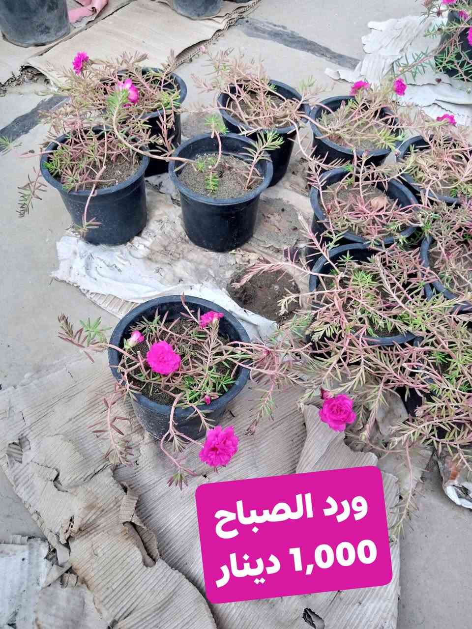 زرعات • مشتل زهور الجنة • توصيل الحسن العسكري
