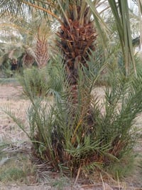 افراخ نخل • ستعمران • خضراوي