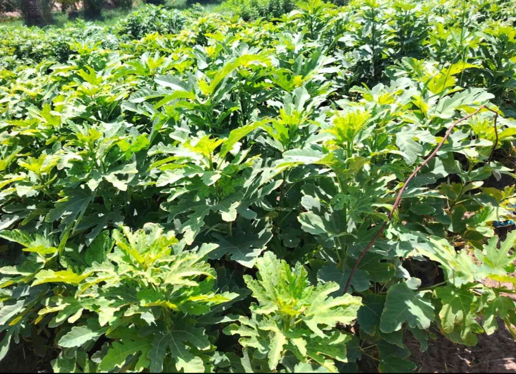 على بركة اله
🌞🌴.... البيع. شتلات تين ....🌴🌞🌴 
     🌞🌱تين اسواد تين بن مسلم🌱🌞🌱
     🌞 🚨.  المكان    بابل.      الكفل.🚨🌞
     🌞 جمله فقط
     🌞 جمله فقط
     🌞جاهز الزراعه 🌴🌴
     🌞اقل كميه ١٠٠ شتله 
     🌞التصال ***********📞📞
     🌞رتفاع متر. وأكثر🎄🎄 . حجم سندانه كيلوين 
     🌞ملاحظه. الشراي. يتصل🪩🪩
