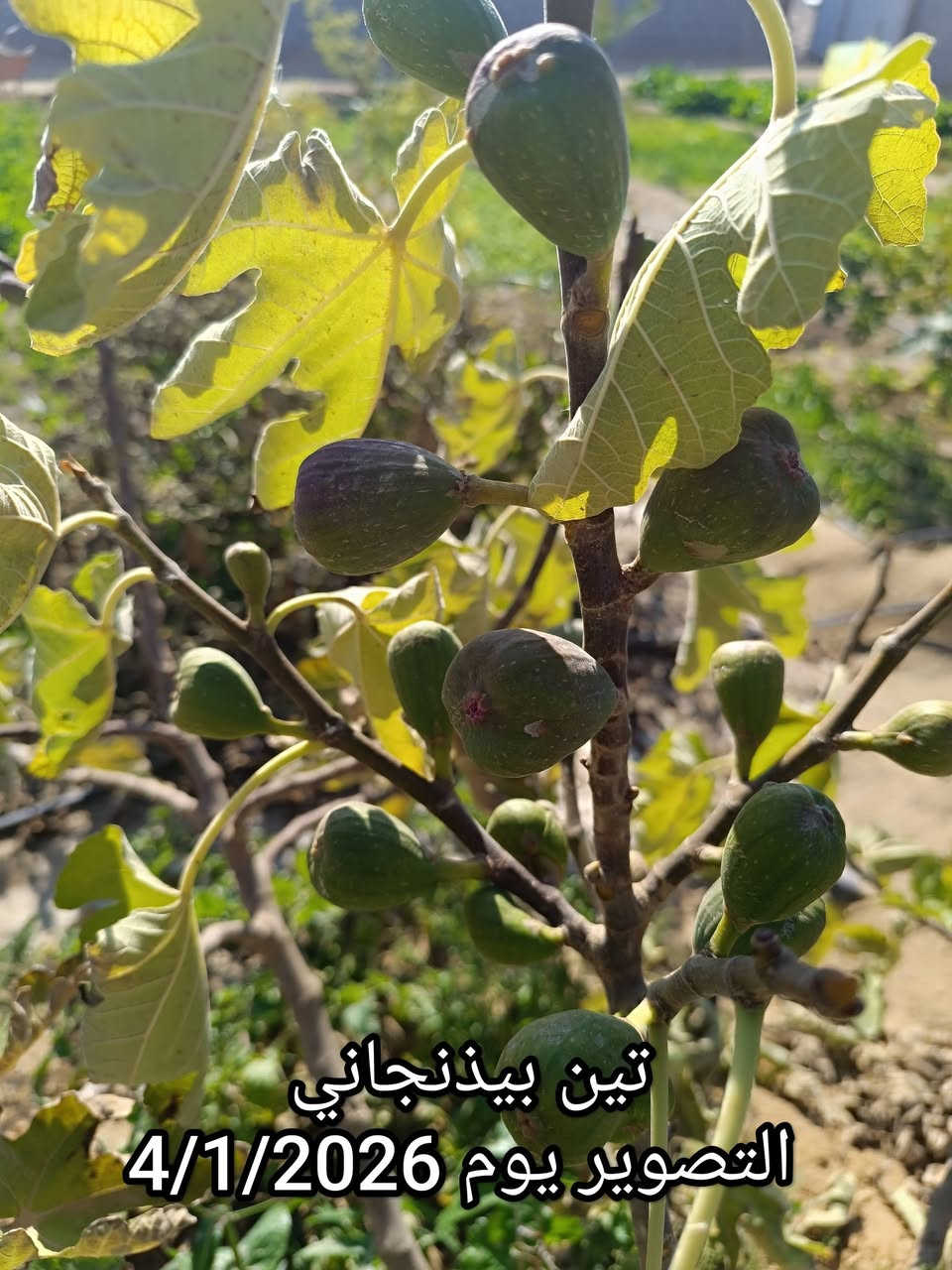 🌿 متوفر لدينا الآن أجود أصناف شتلات التين للزراعة 🌿
نوفر لكم شتلات تين منتخبة بعناية، تمتاز بجودة عالية وإنتاج وفير، ومن أفضل الأصناف:
🍃 تين بيذنجاني
🍃 تين العبد السعودي
🍃 تين جامبو الإسباني الأصفر
🍃 تين براون التركي
🍃 تين عسلي
🍃 تين بني مسلم
✅ شتلات قوية وصحية
✅ مزروعة داخل القضاء وبإشراف كادر زراعي متميز
✅ ضمان الصنف وجودة الشتلات
✅ مناسبة للحدائق المنزلية والبساتين
📞 للحجز والاستفسار: *********** (متوفر واتساب)
📍 نسعد بزيارتكم، وأهلاً وسهلاً بكم دائمًا.
🌱 الجودة تبدأ من اختيار الشتلة المناسبة.
