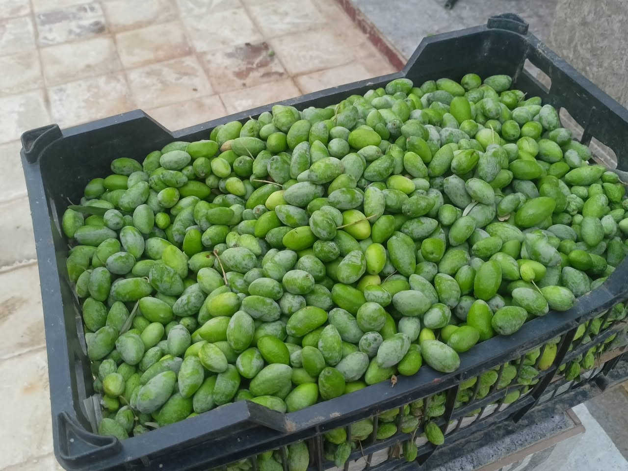 زيتون أخضر • زيتون أسود • واتساب