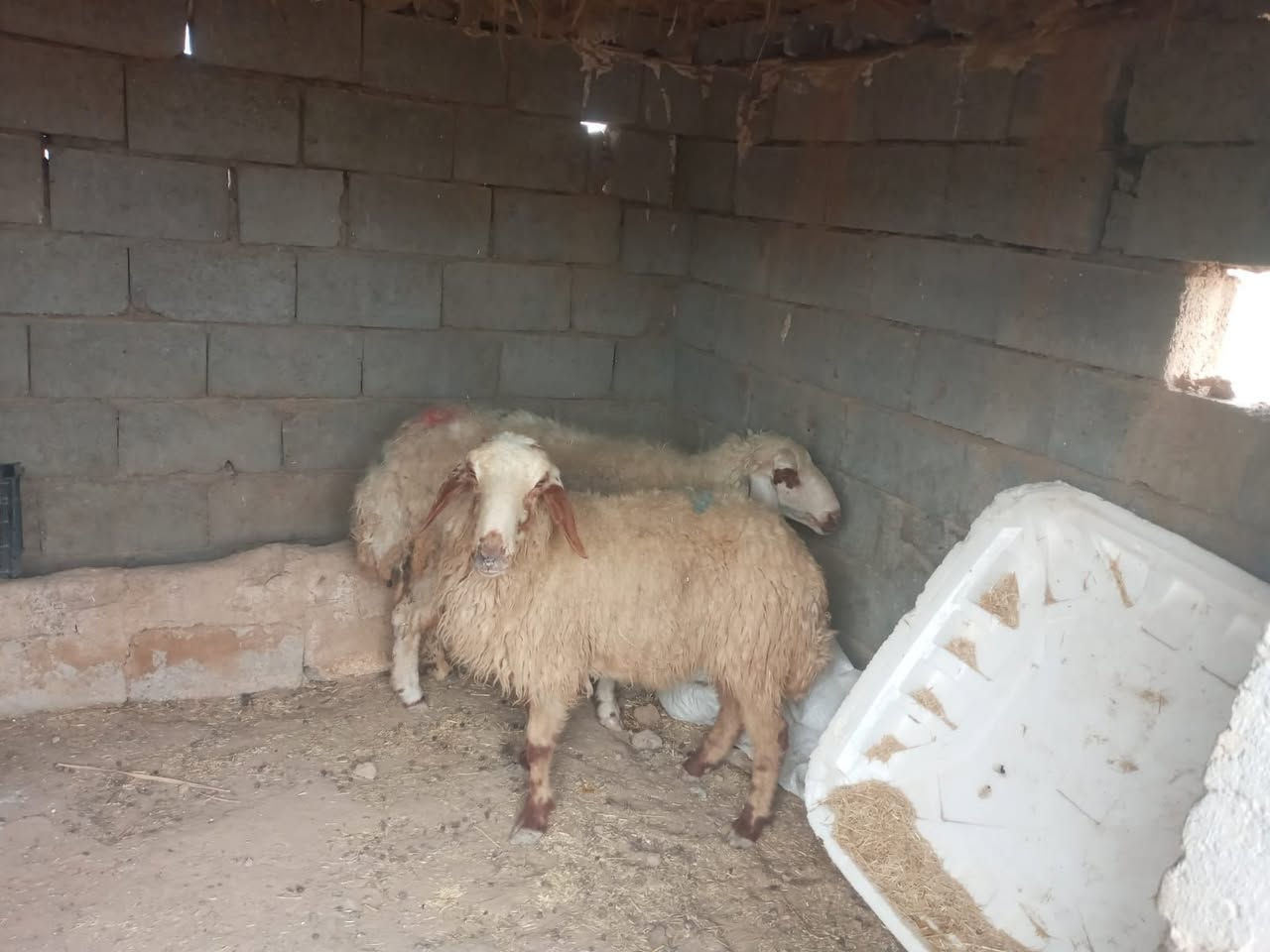 نعاج ثنين • عشار • شركاط سديره