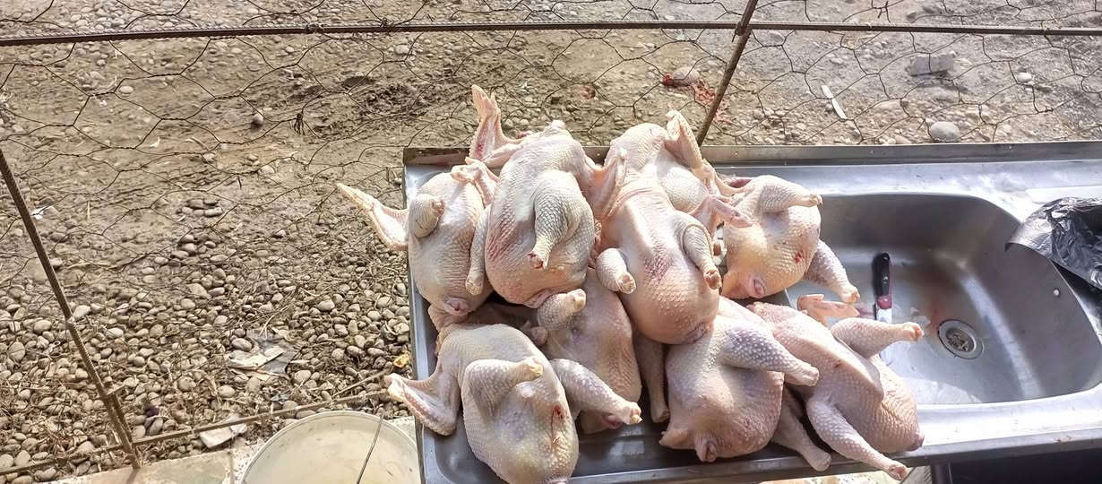 دجاج احمر • كيلوين وربع • توصيل اسديره