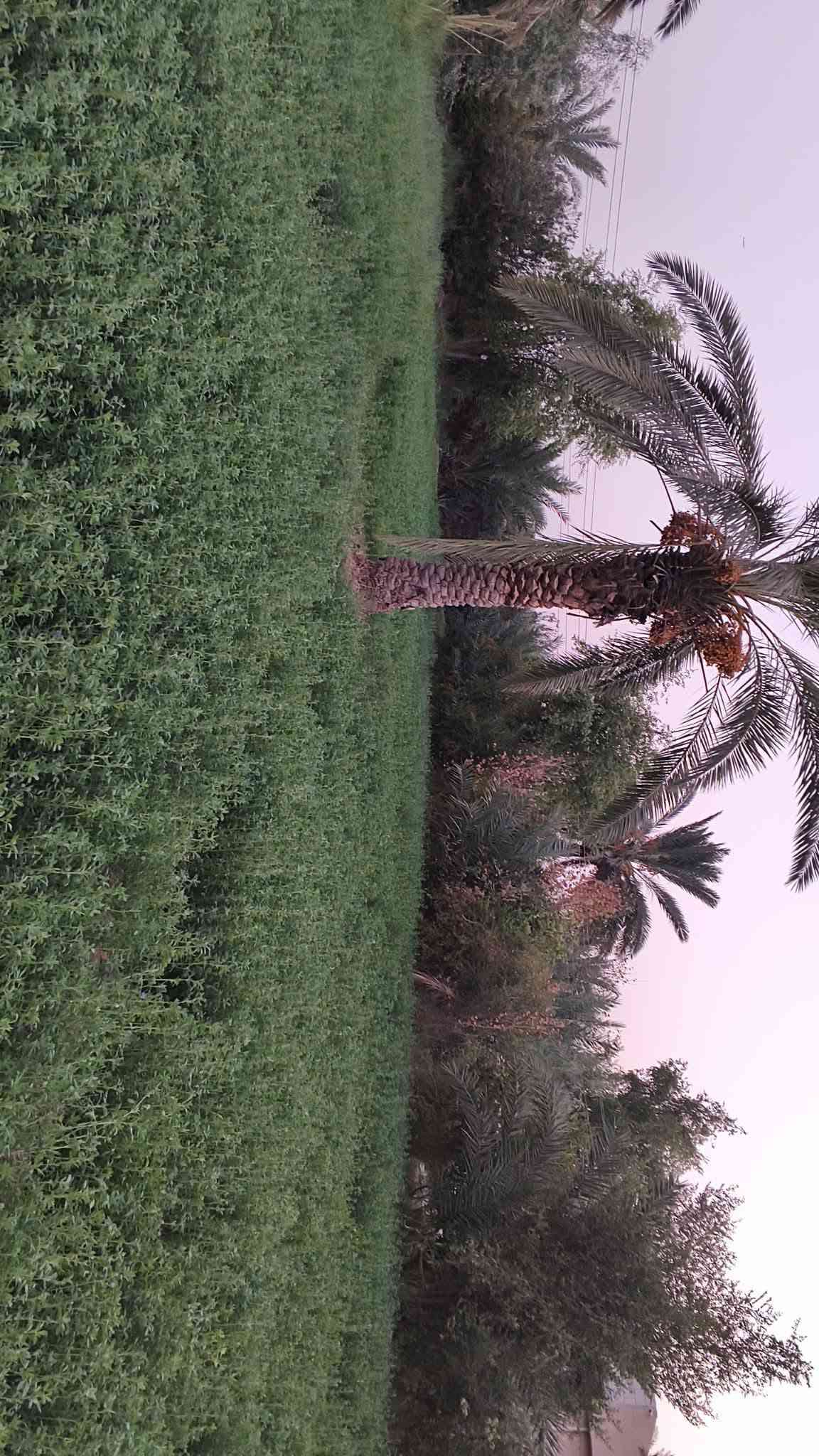 مزرعه معه دار حديث البناء زراعي  ومسيجه وكامله خدمات من تبليط للباب ماء مستوصف صحي البيت غرفتن وصالتين ومطبخ واستقبال وصحيات داخليه و خارجيه تبعد عن السوق ابو غريب خمس دقائق واجت البيت 12م ونزال12البيت مطبك كرانيت داخل وخارج للتفاصيل أكثر اتصل أو راسل واتساب ***********
