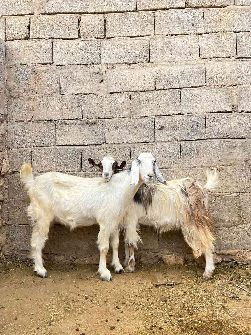 زوج معزا • جذاع • حي العسكري
