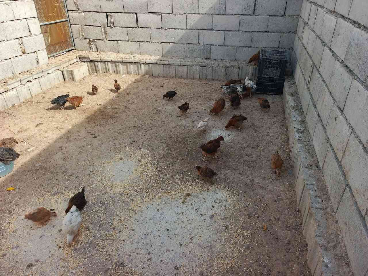 فراريج • عرب