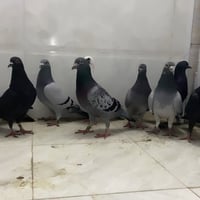 زواجل • للبيع • ديوانية مركز