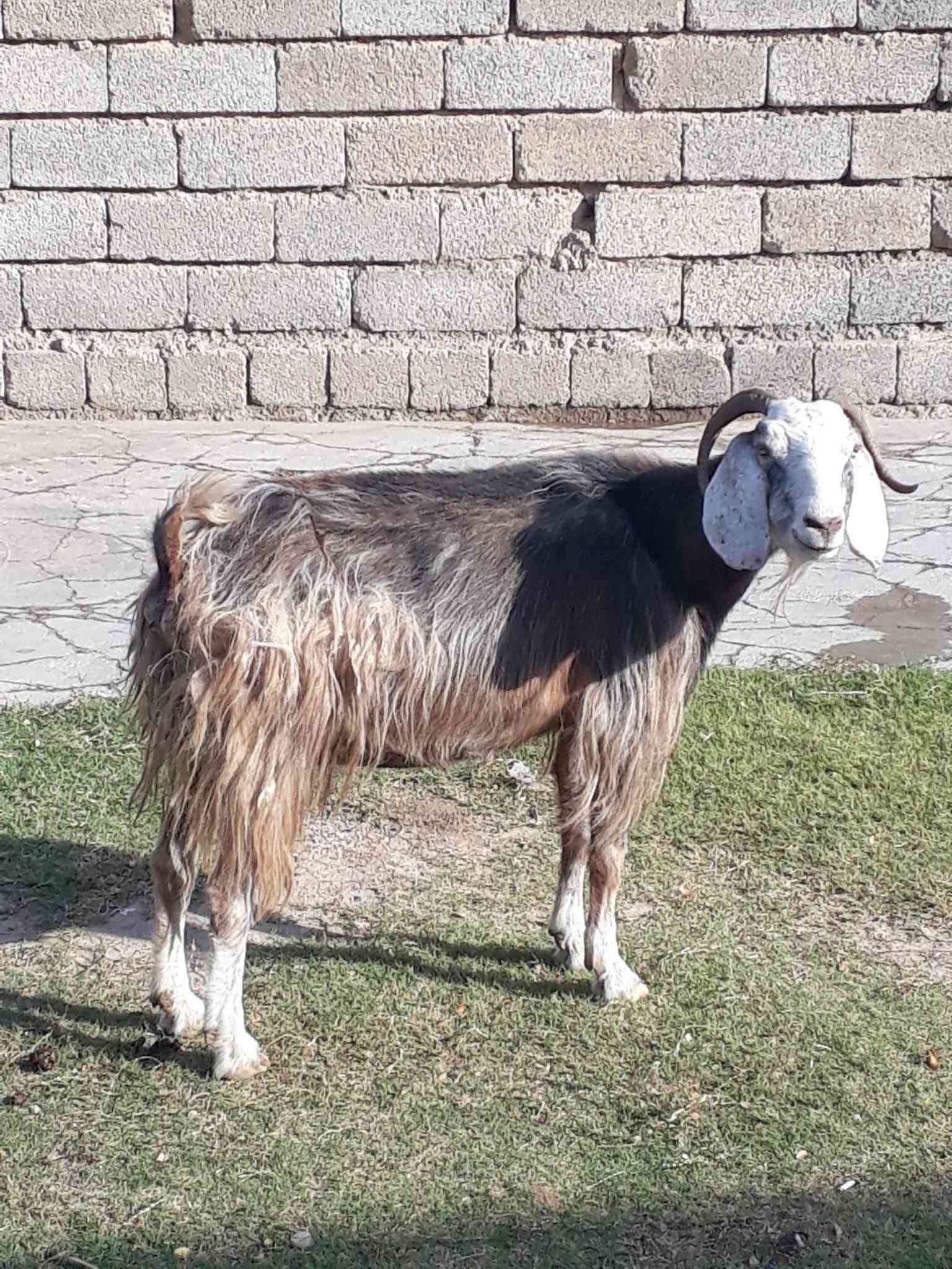 طلي فاخر • عنز شاميه • حي العصري
