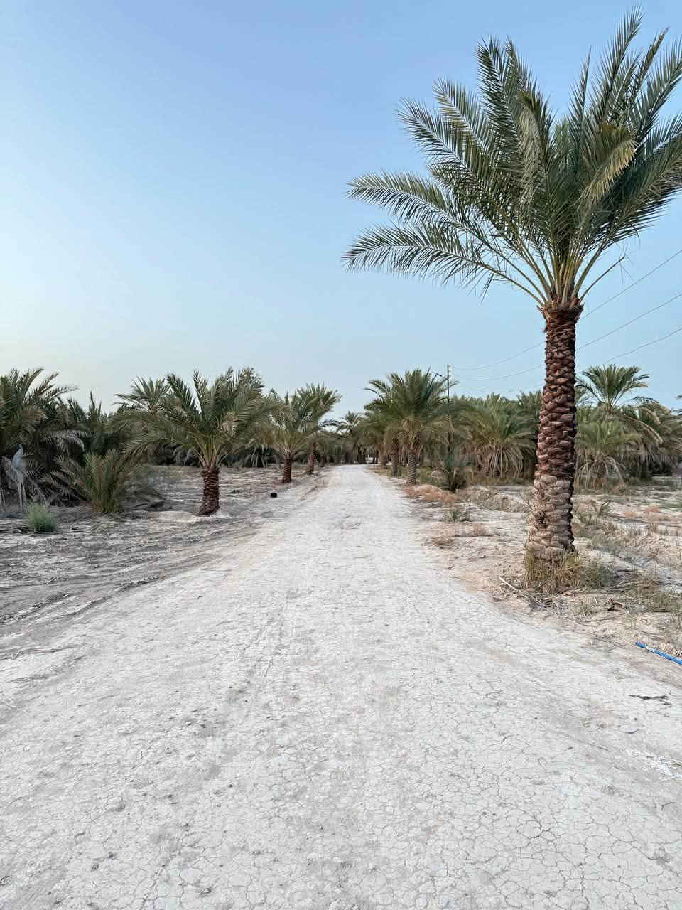 ٦ دونم • طابو سند ٢٥ • سماوه السوير