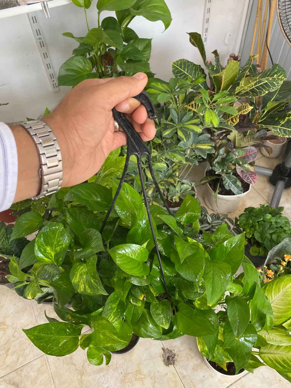 واحد احلى من الثاني
طبيعي داخلي 
ومتوفر خارجي ايضا 
وأسعار مناسبه 
توصيل كركوك متوفر 
عنوان حي معلمين قرب جامع الفتح 
مقابيل ماركت حي المعلمين
