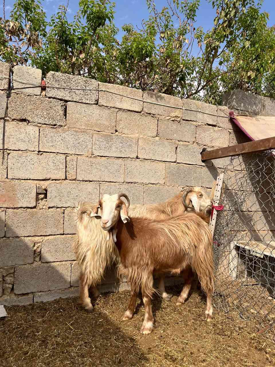 زوج معز • فتايه • حديثه بني داهر