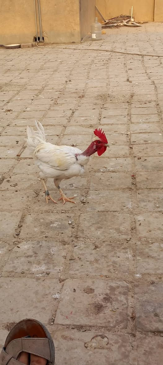 ديك • ابوركيبه • بيه مجال