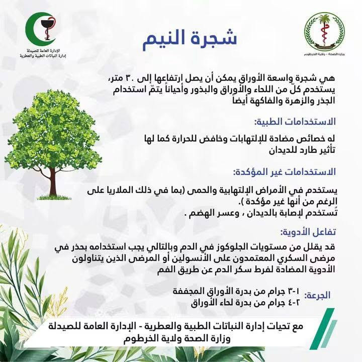 السلام عليكم ورحمة الله وبركاته 🌷
🌿 من مشتل أوركيد الخضراء نشارككم اليوم واحدة من أجمل الأشجار وأكثرها فائدة: شجرة النِّيم 💚

🌿 شجرة النِّيم… خضرة وجمال وفائدة بحديقة بيتك وبأرتفاع اقل المتر تقريبا بسعر 9 الف دينار 
وتعتبر من الأشجار المتحمله للظروف الجوية القاسيه و الطاردة لمختلف أنواع الحشرات
🚛 يتوفر لدينا خدمه توصيل لجميع محافظات العراق 

🏡العنوان بابل /المحاويل 
 🌸 للحجز والاستفسار يرجى مراسله الصفحه
📞واتساب ***********

نص مكتوب في الصور:
- شجرة النيم الإدارة العامة للصيدلة إدارة النباتات الطبية والعطرية وزارة الصحة - ولاية الخرطوم هي شجرة واسعة الأوراق يمكن أن يصل ارتفاعها إلى ٣٠ متر، يستخدم كل من اللحاء والأوراق والبذور وأحياناً يتم استخدام الجذر والزهرة والفاكهة أيضاً الاستخدامات الطبية: له خصائص مضادة للإلتهابات وخافض للحرارة كما لها تأثير طارد للديدان الاستخدامات غير المؤكدة: يستخدم في الأمراض الإلتهابية والحمى (بما في ذلك الملاريا على الرغم من أنها غير مؤكدة ). تُستخدم لإصابة بالديدان ، وعسر الهضم . تفاعل الأدوية: قد يقلل من مستويات الجلوكوز في الدم وبالتالي يجب استخدامه بحذر في مرضى السكري المعتمدون على الأنسولين أو المرضى الذين يتناولون الأدوية المضادة لفرط سكر الدم عن طريق الفم الجرعة: ١-٣ جرام من بدرة الأوراق المجففة ٢-٤ جرام من بدرة لحاء الأوراق مع تحيات إدارة النباتات الطبية والعطرية - الإدارة العامة للصيدلة وزارة الصحة ولاية الخرطوم