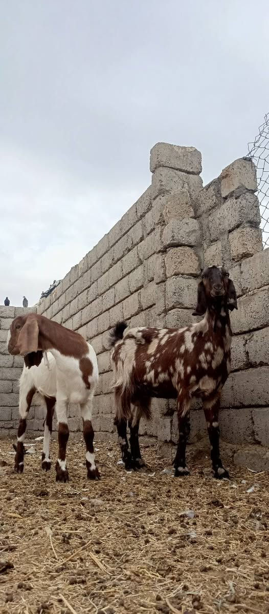 عنز رقوث • ٤ سنين • مكفولة