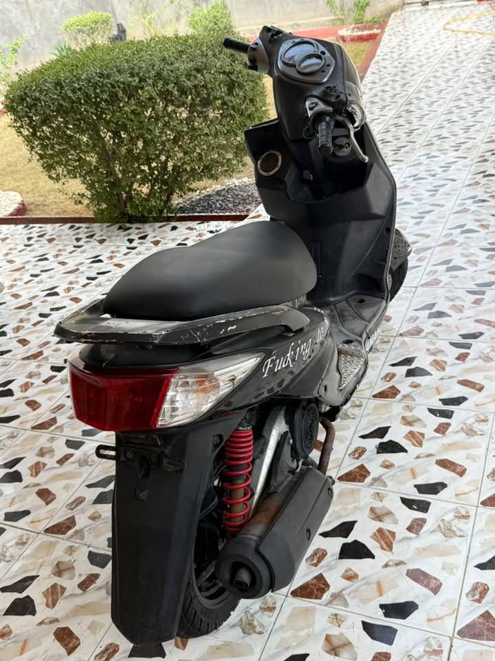سكنس فحل • ياباني • مكفوله