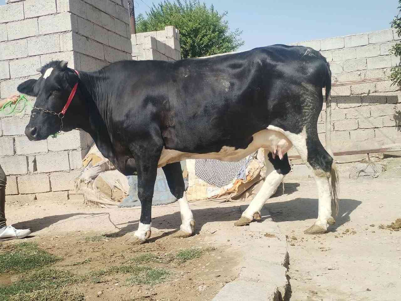 ناحيةالزاب • تحلب • ٨ أشهر