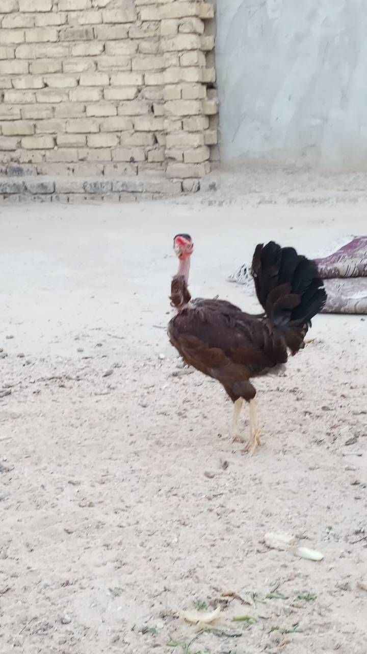 كربلاء حي العامل • دجاج • بيض أول مبياض
