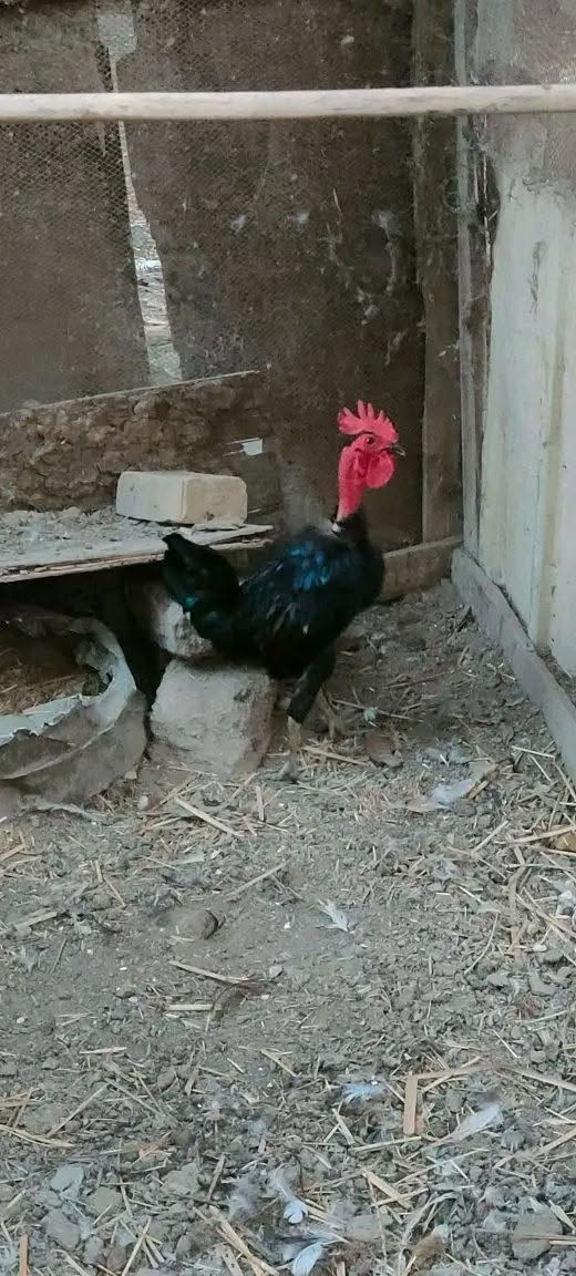 ديوجة ابو ركيبة • ديج عادي • الطار