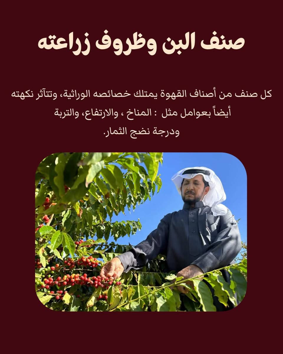 قهوة فاكهية • معالجة • التحميص