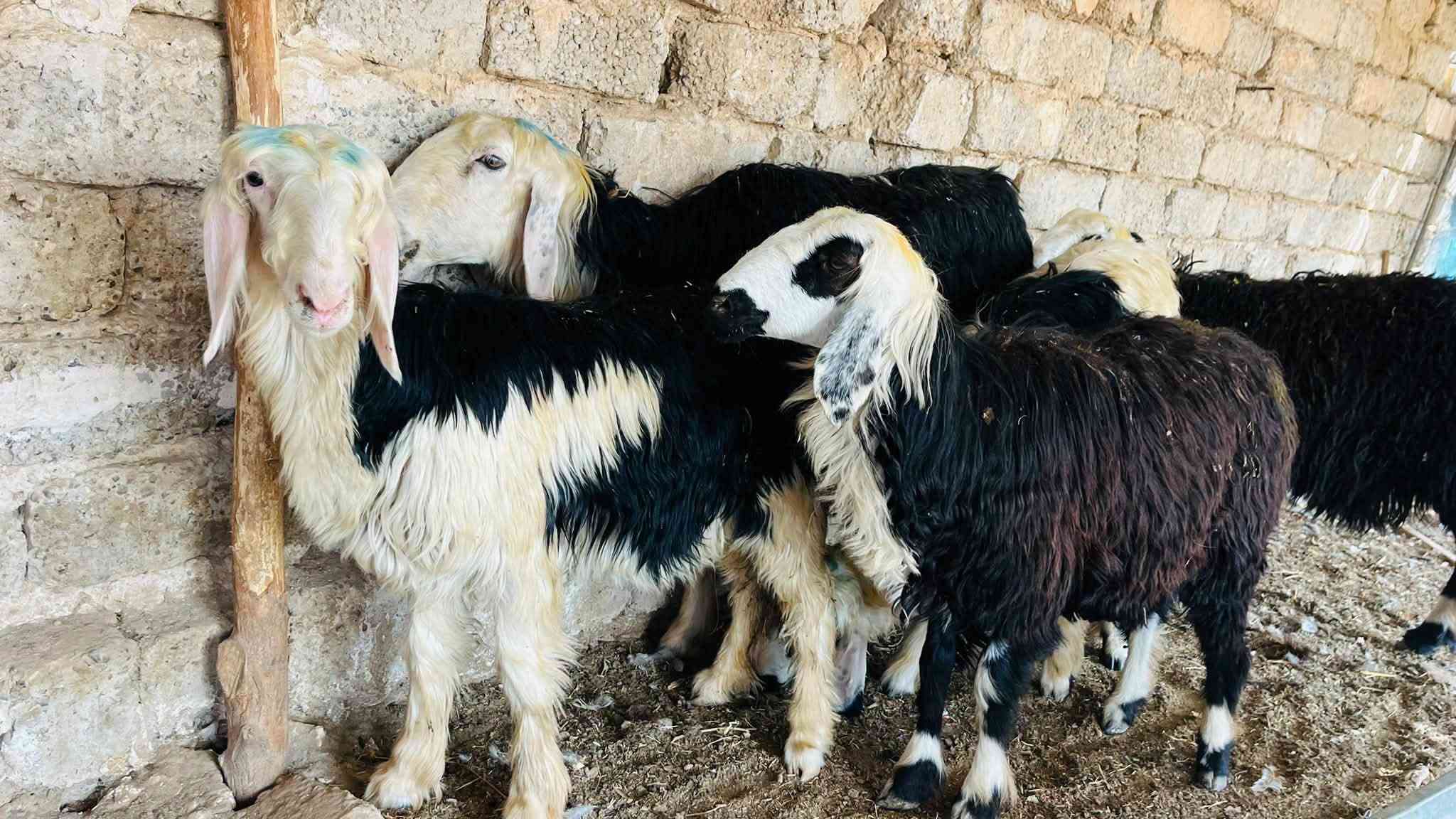 نجديات • ٦حبات • نعجه أم ثاني