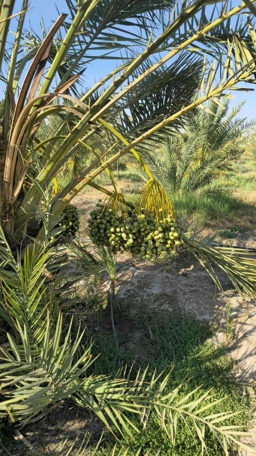 ٦ دونم • ٣١٥ نخلة • سقي تقطير