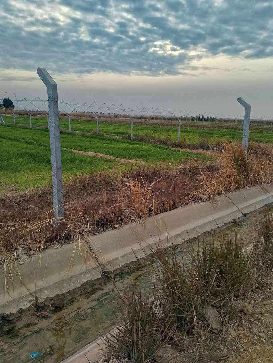 الشاعوره • ٢٠٠٠م • مفوظه بالطابو