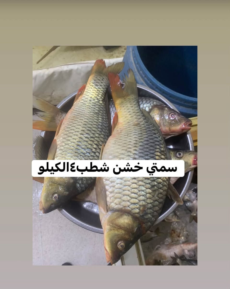 الكفاءات • توصيل • سمتي