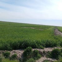 ميسان البتيرا • ٨٠ دونم • بيت وماء وكهرباء