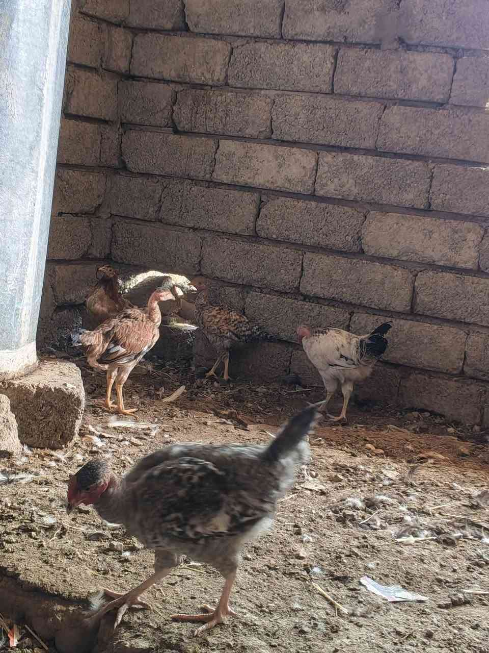 فراريج • شلّع ومفرد • ٢٨