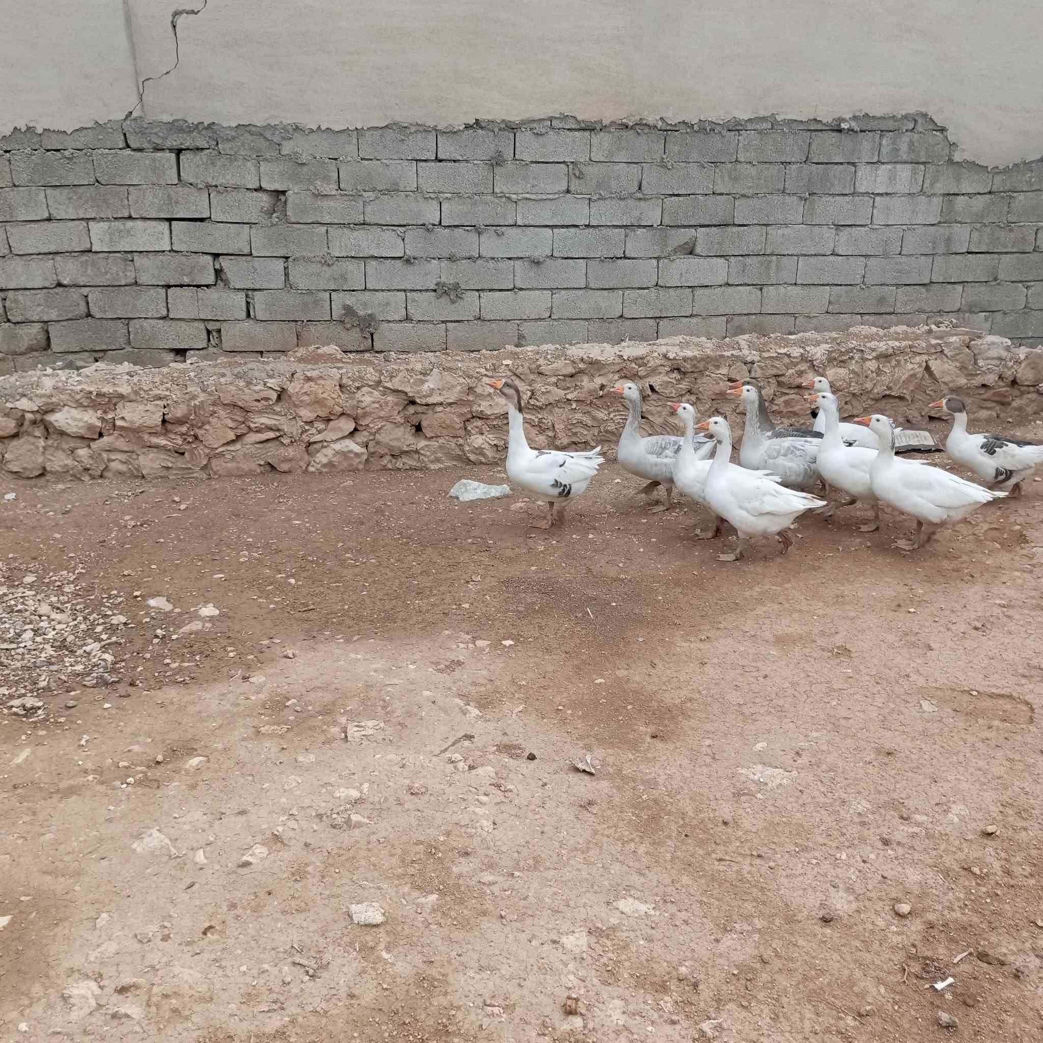 تلعفر • غازات • ١٠ قطع