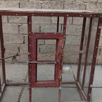 قفص • درجة اولى • بيه مجال