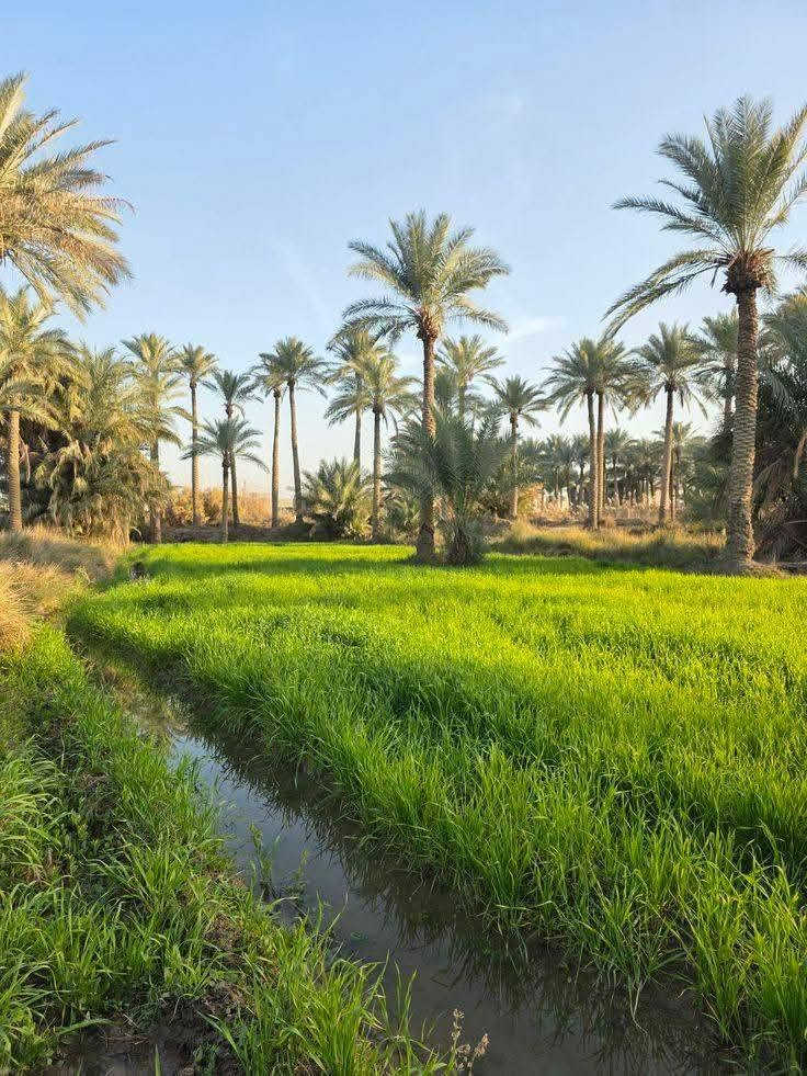 ٣٥ دونم • الفلوجه • طابو زراعي
