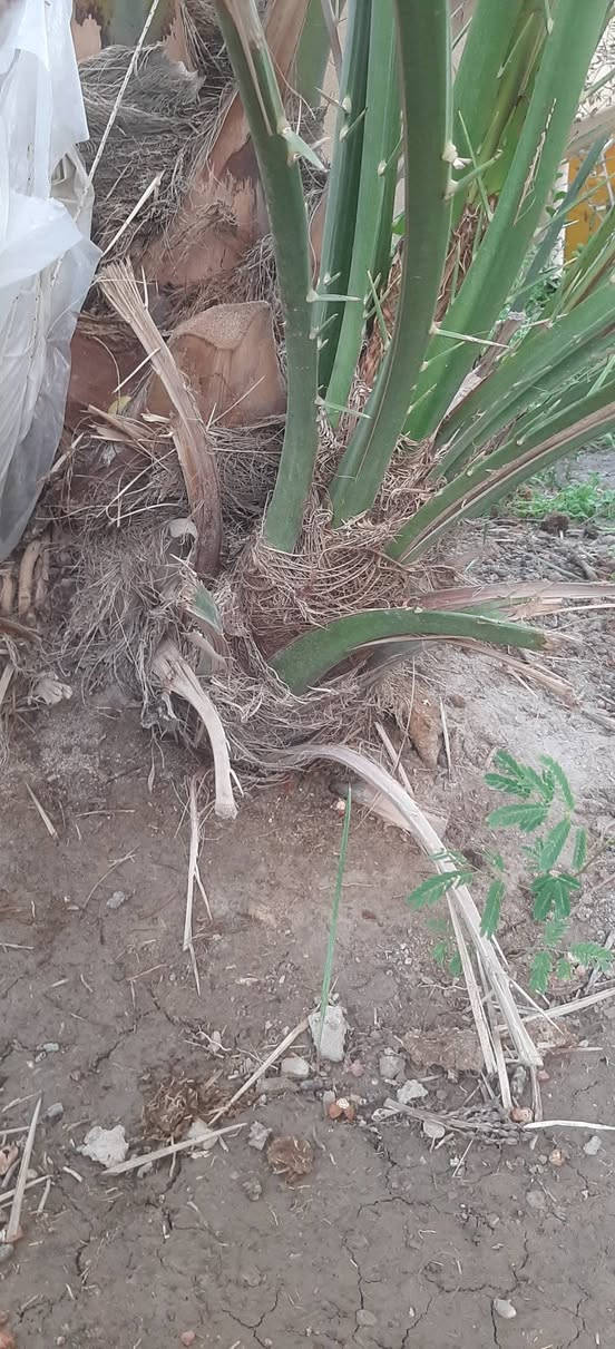 تتوفر فسائل برحي عدد ٤ اثنين كبار واثنين وسط الاماية نسيجي بس رطبها برحي 100% الي يريدهن يتواصل  على الرقم
***********
