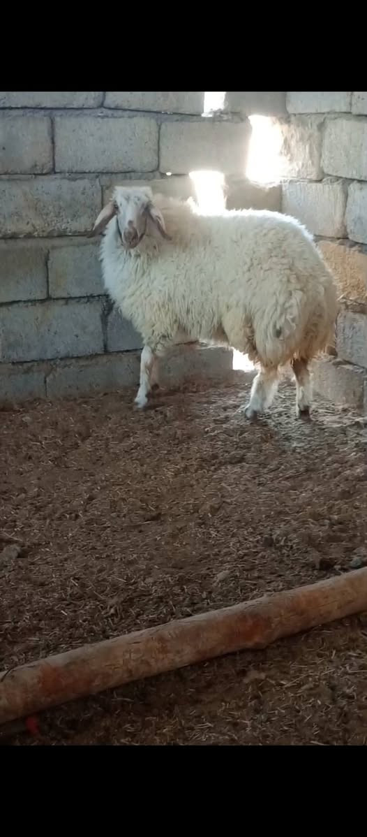 دجه بكمه خشنه وحالها فول الفول 
وين اليدور شي نادر وين اليدور الحلال الزين 
مكاني شرقاط قريه شكراً 
***********
