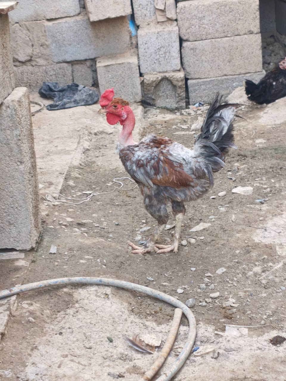 ديج عرب للبيع
سعر 20 قفل 
مكاني بعقوبة قرب تقاطع المرور 
(ما بي اي مرض عندي اكثر من واحد واريد ابيعة)
موبايل ***********
