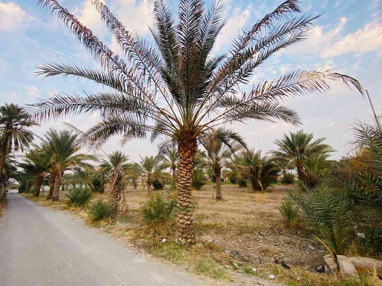 السلام عليكم 3 دونم طابو زراعي سند 25 ; طابو الكاظميه .
واجهه الدونم 27 تباع تقطيع او كليا حسب رغبه المشتري
الارض مزروعه وكامله بيهه 50 نخله وبيهه 20 زيتونه 
شارع تبليط - ماء - كهرباء - ماء سقي  
تبعد عن الكاظميه 15 دقيقه موقع الارض التاجي سبع البور -
- البصام -
*********** بي واتساب #

