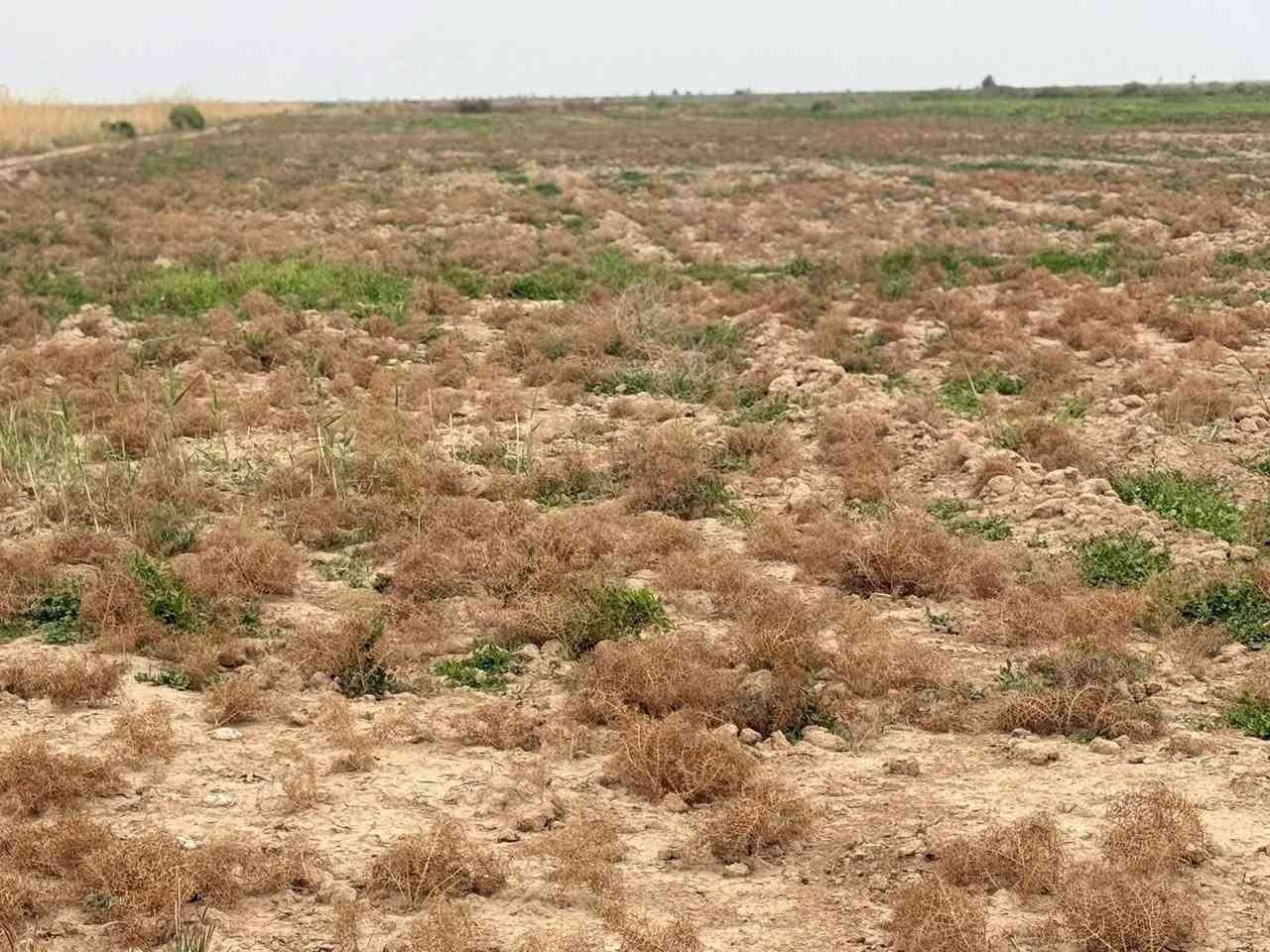 ١٥دونم • طابو • جامعة بابل