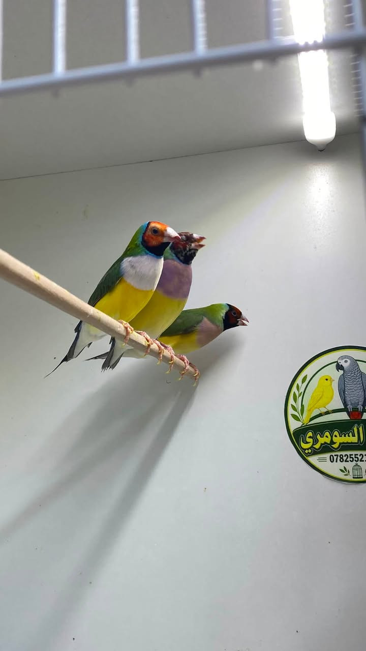 معرض السومري 

لبيع جميع انواع الاقفاص وباقي اغراض الطيور والحيوانات الاليفه جمله ومفرد
🦜🦆🦚🐿️🐈🦥🐓🦔🪵🍄

 ⭐️ منتجاتنا هي منتجات إيطالية 🇮🇹وإسبانيا 🇪🇸وبلجيكا 🇧🇪من شركات عالمية معتمدة وخاضعه لفحص المختبرية

عنوان المعرض : الناصريه 

📍 قضاء الرفاعي حي العمال .شارع الجنسيه 

لمزيد من المعلومات اتصل على رقم الهاتف المحمول ☎️
***********
 #معرض السومري
 #منتجات ايطاليه
 #بلابل @إشارة
