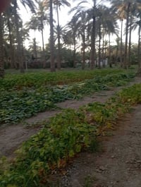نصف دونم • قرب سيطرة الاثار • ٣٠٠م شارع حلة