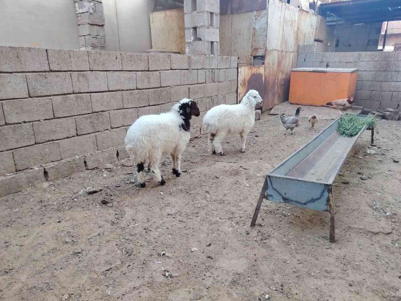 طليان مالات ربط للبيع
(خروف + فطيمه)شرط الصحه والنظافه
سعرهن 625 وبيهن مجال للشراي 
***********
كركوك
