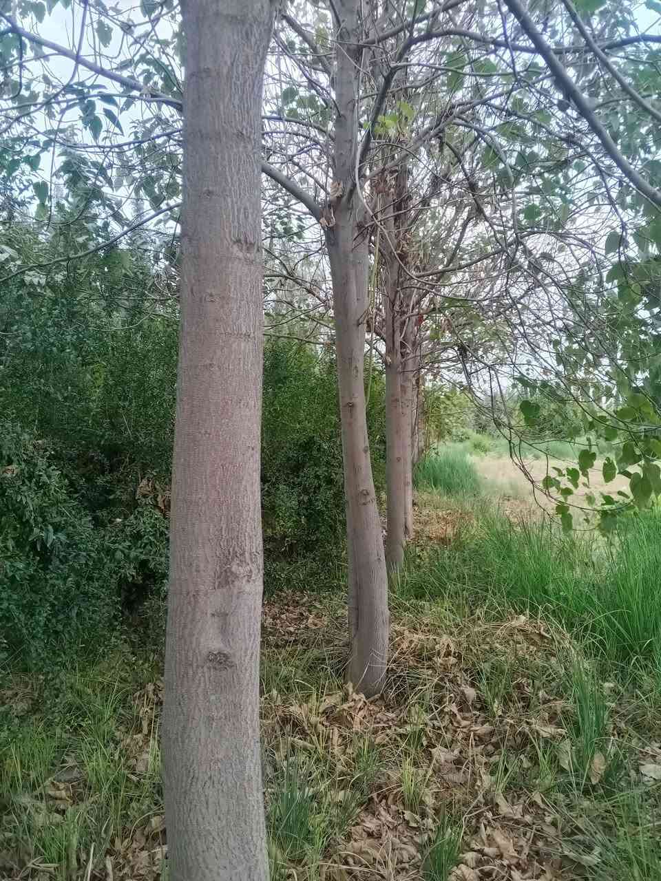 كركوك • ٤ دوانم • سند ٢٥