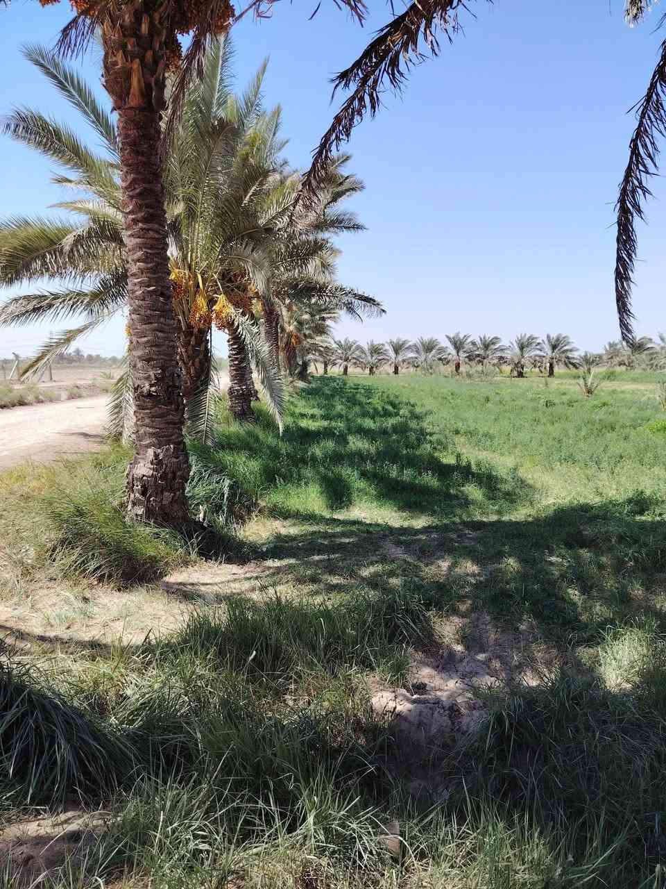 بستان عنوان طريق حله نجف خلف جامعه بابل مساحه 3دوانم وربع مساحه 8750متر طابو زراعي سند 25 بسمي تحويل سند بأسم المشتري ويبعد البستان عن طريق حله نجف 2ونص كيلو نهر سقي خلف البستان وماي اساله متوفر 24ساعه وبير ارتوازي سعر الكلي 190مليون
*********** وتساب 
*********** اتصال    مرخصة الادمن

نص مكتوب في الصور:
- نبتة