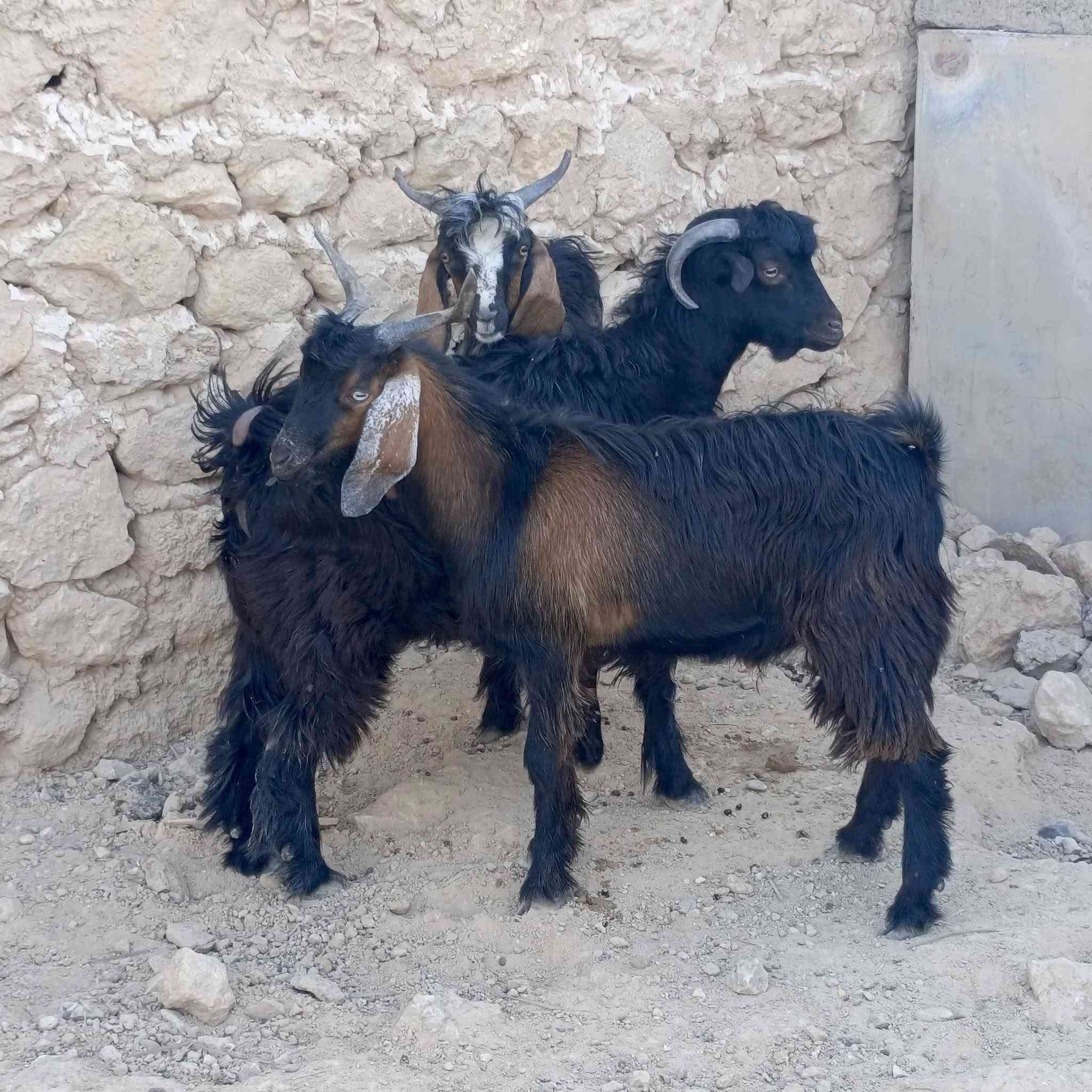 حلال • نضيف • خشنات