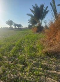 مزرعة • ٦٠دونم • ١٦دونم بستان